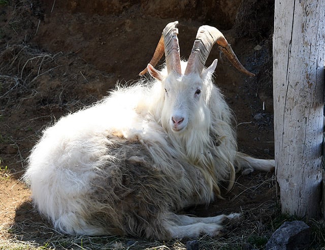 Freyja mamma