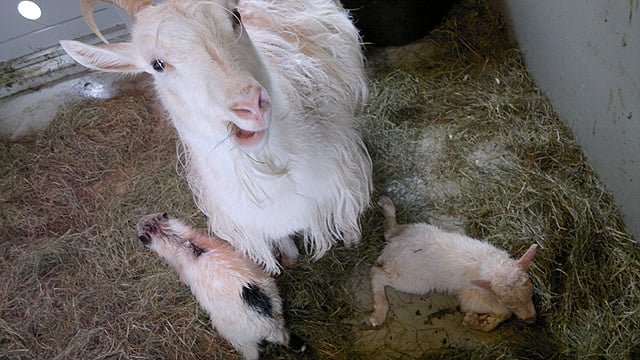 Tvíburar Herkulesar og Freyju, þeir Magni og Móði.